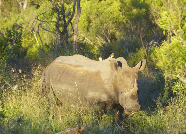 Rinoceronte blanco grande — Foto de Stock