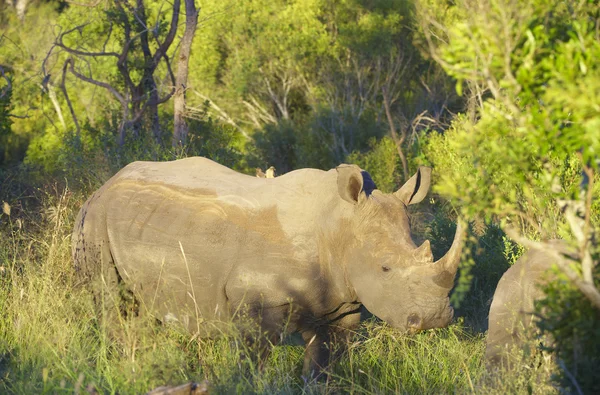 Large white rhinoceros — Stock Photo, Image