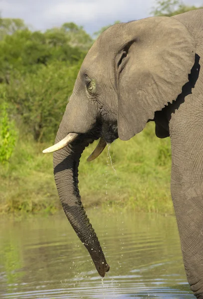 Ταύρος ελεφάντων μεγάλο — Φωτογραφία Αρχείου
