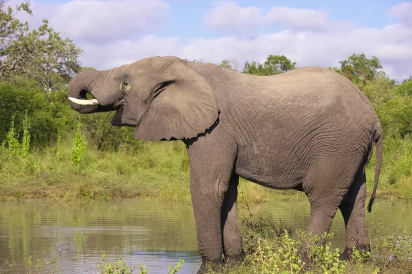 Byk duży słoń — Zdjęcie stockowe