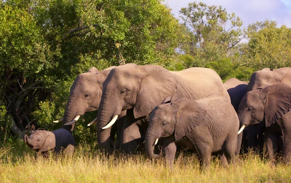 Velké stádo slonů — Stock fotografie