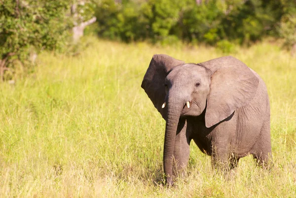Kleines Elefantenkalb in der Savanne — Stockfoto
