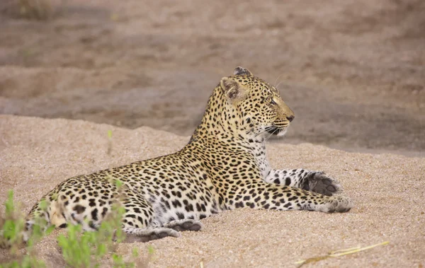 Leopardo descansando na areia — Fotografia de Stock