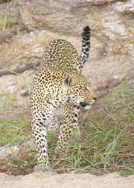 Leopardo na reserva natural — Fotografia de Stock