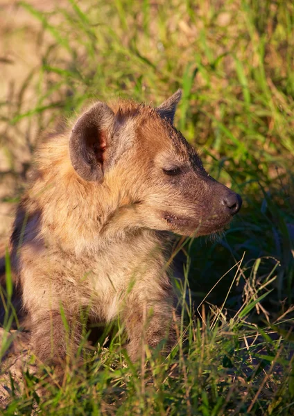 African Wild Dog (Lycaon pictus) — Stock Photo, Image