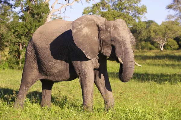 Stor elefant tjur — Stockfoto