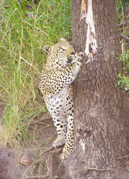 Leopardo brincando com a pele — Fotografia de Stock