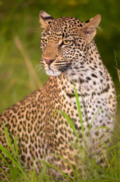 Leopard zitten in savannah — Stockfoto
