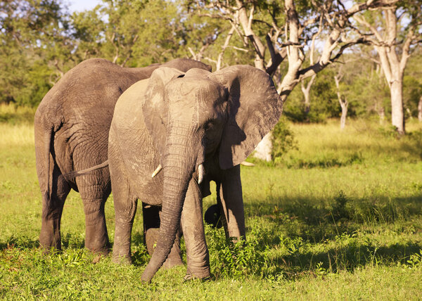 Two large elephant bulls standing in the nature reserve in South Africa