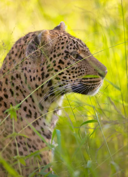 Леопард отдыхает в Саванне — стоковое фото