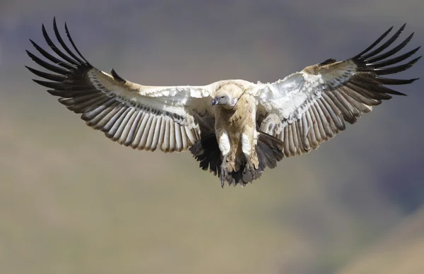 The Cape Griffon or Cape Vulture — Stock Photo, Image