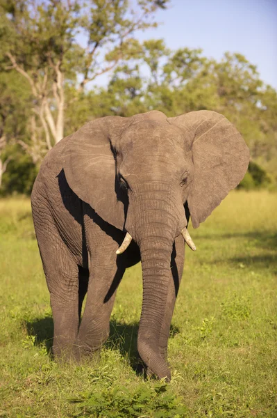 Stor elefant tjur — Stockfoto