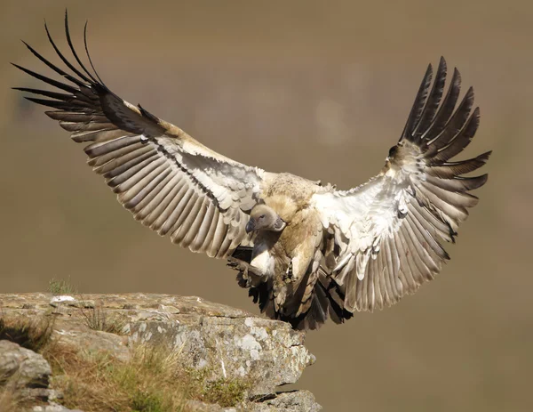 O abutre do Cabo Griffon — Fotografia de Stock