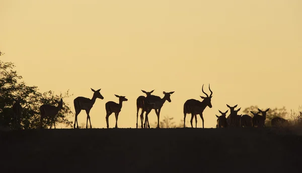 Grupo de Impala vermelho — Fotografia de Stock