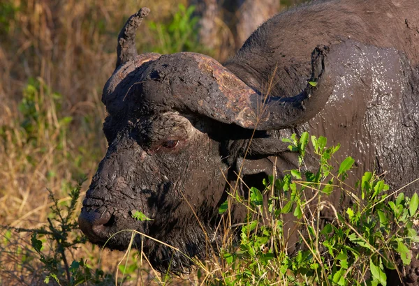 Buffalo (Syncerus caffer) w środowisku naturalnym — Zdjęcie stockowe