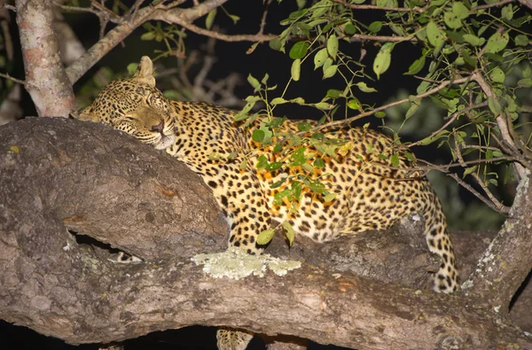 Леопард в дереве — стоковое фото
