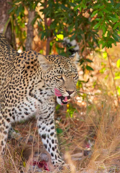 Leopard in savannah — Stock Photo, Image
