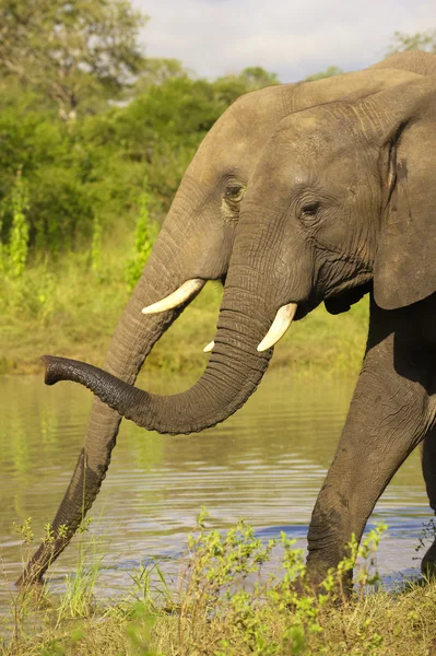 Два великих слони — стокове фото