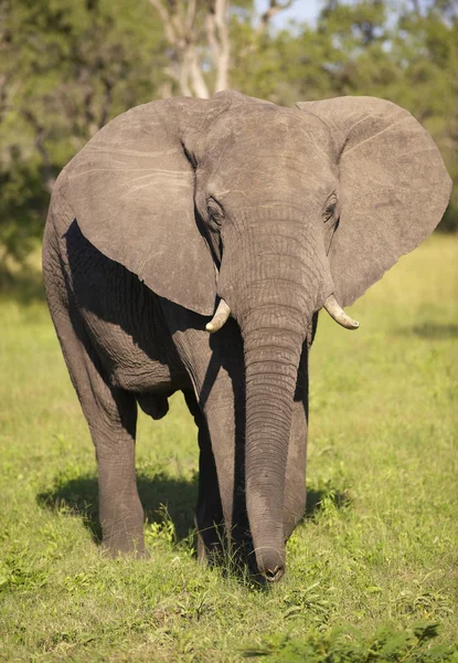 大大象公牛 — 图库照片