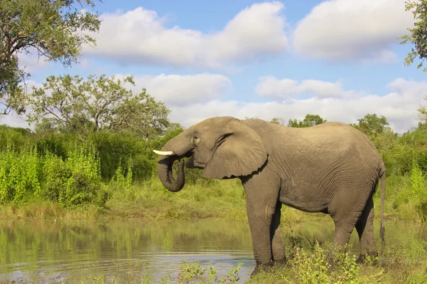 큰 코끼리 황소 — 스톡 사진