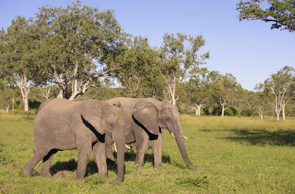 Dva velké sloni — Stock fotografie