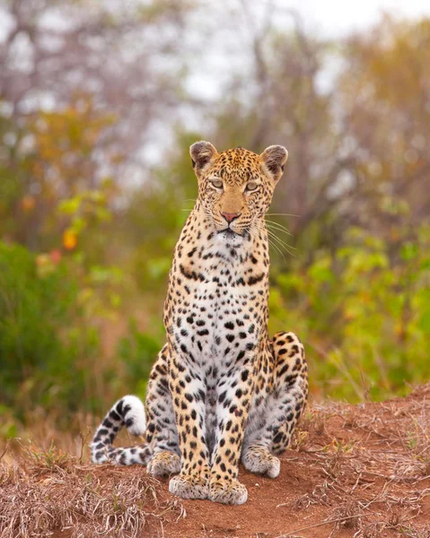 Leopardo sentado em savana — Fotografia de Stock