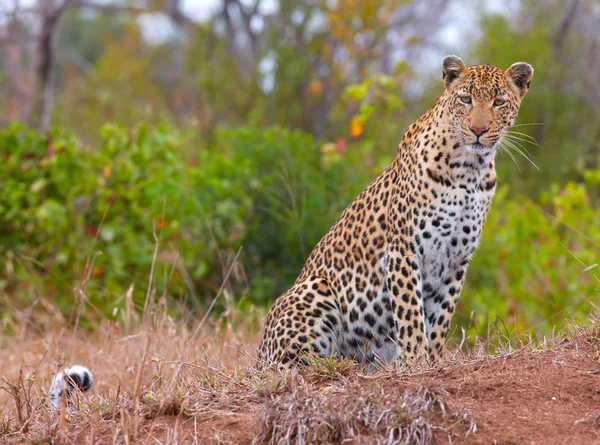 Leopardo descansando em savana — Fotografia de Stock