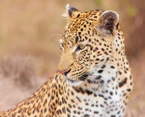 Leopardo (Panthera pardus) sentado em savana — Fotografia de Stock