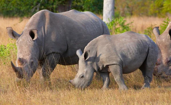 Grupo de rinocerontes brancos — Fotografia de Stock