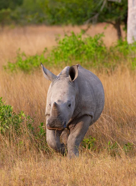 stock image Baby calf white rhinoceros