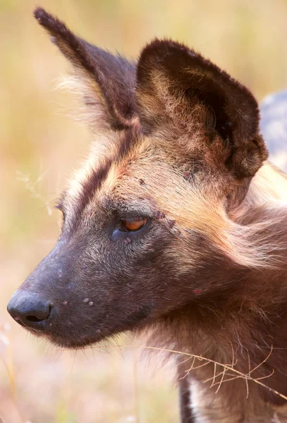 Afrikaanse wilde hond (lycaon pictus) — Stockfoto