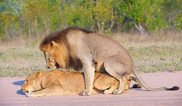 Lions (panthera leo) accouplement dans la nature — Photo