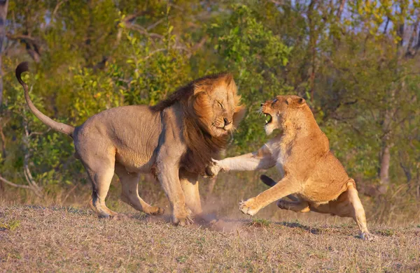 León (pantera leo) y leona luchando — Foto de Stock
