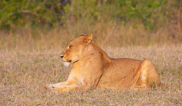 Löwin (Panthera leo) in freier Wildbahn — Stockfoto