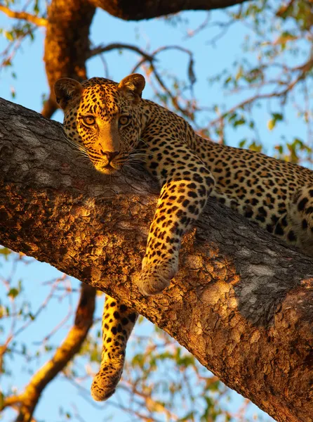 Leopardo deitado na árvore — Fotografia de Stock