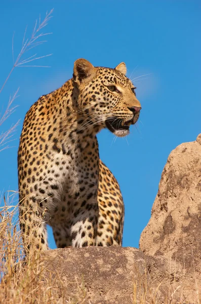 Savannah kaya üzerinde leopar duran — Stok fotoğraf