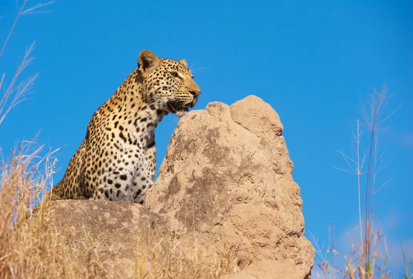 Leopar vahşi kayanın üzerine oturmuş — Stok fotoğraf