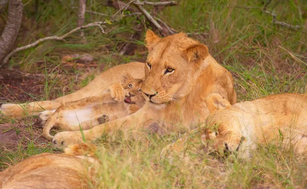 León (pantera leo) familia en la naturaleza — Foto de Stock