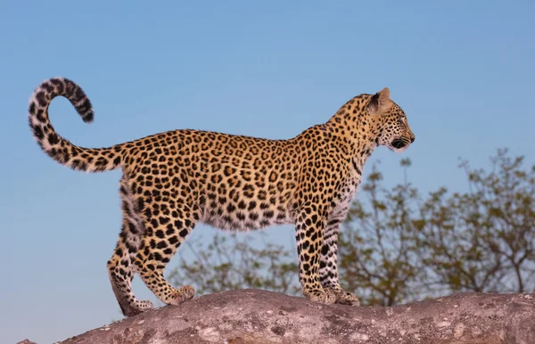 Leopardo em pé na árvore — Fotografia de Stock