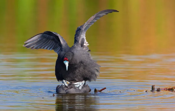Coot con le manopole rosse o Crested Coot — Foto Stock