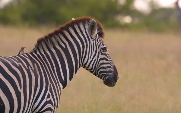 Одинокая зебра с птицей — стоковое фото