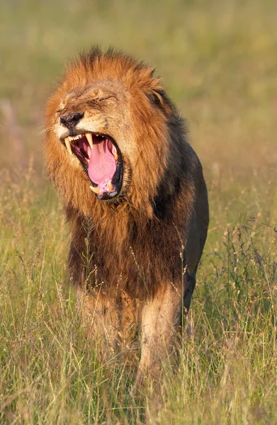 Leão (panthera leo) em savana — Fotografia de Stock