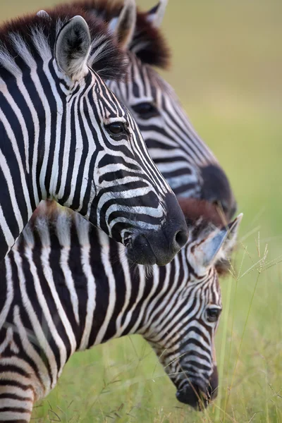 Trzy zebry w savannah — Zdjęcie stockowe