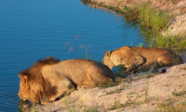 Oroszlán (panthera leo) és a nőstény oroszlán — Stock Fotó