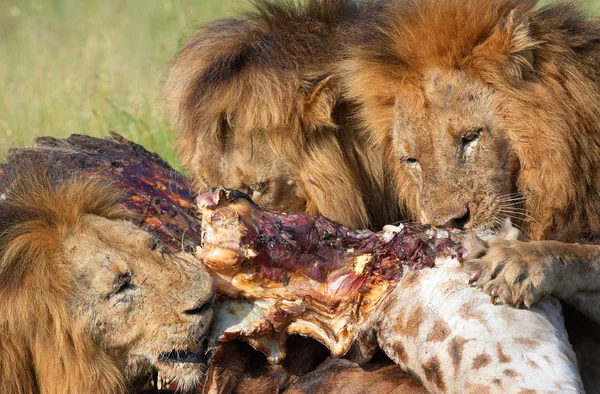 Drei Löwen (Panthera leo) in der Savanne — Stockfoto