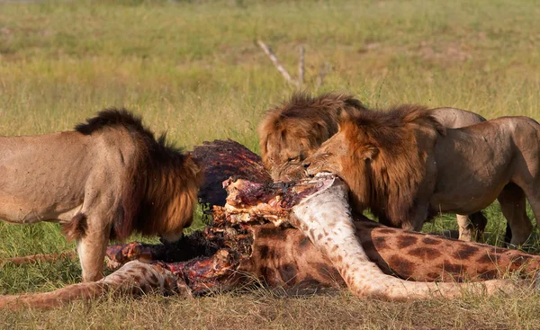 Tres leones (panthera leo) comiendo en sabana —  Fotos de Stock