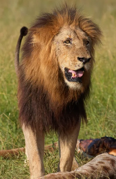 Einzelner Löwe (panthera leo) in der Savanne — Stockfoto