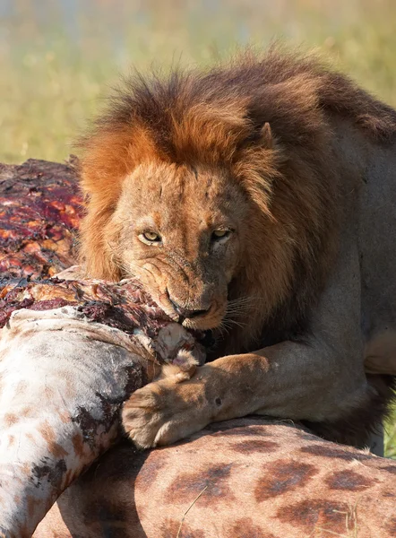 León soltero (pantera leo) comiendo en sabana — Foto de Stock