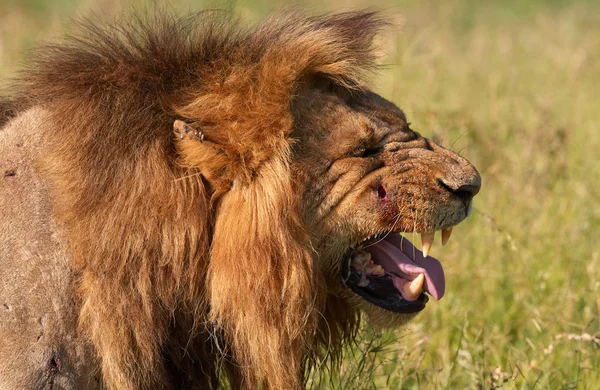 狮子 (猫科狮子座) 在萨凡纳 — 图库照片