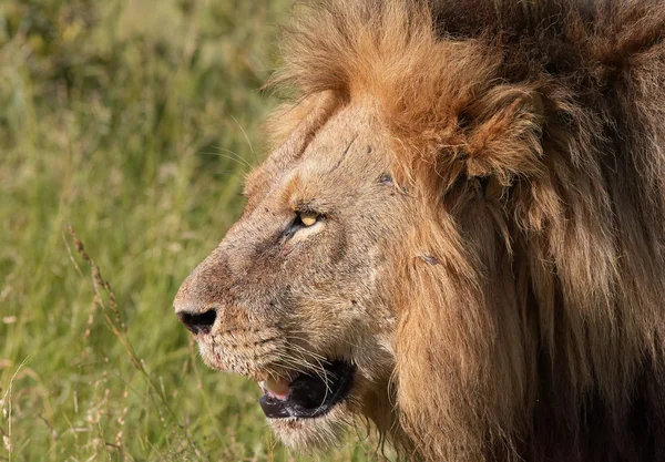 Gros plan sur Lion (panthera leo) — Photo